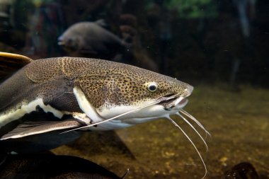  Kırmızı kuyruk kedi balığı - phractocephalus hemioliopterus