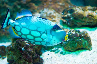 Palyaço triggerfish - balistoides conspicillum