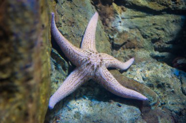 starfish - Pisaster brevispinus clipart