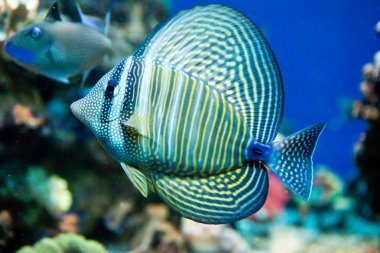 Zebrasoma desjardini
