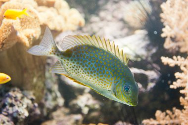 Orange spinefoot - siganus guttatus gördü.