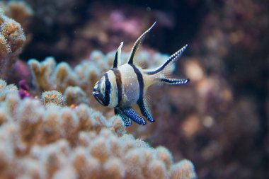 Pterapogon kauderni