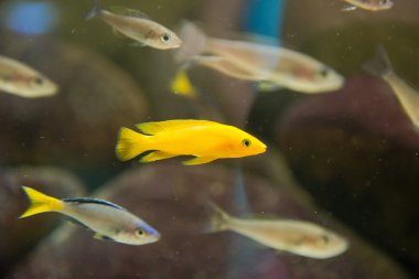 neolaprologus leleupi