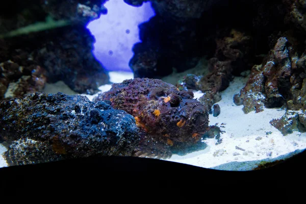 Stonefish - Synanceia verrucosa — Stock Photo, Image