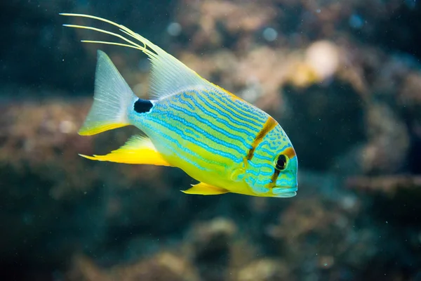 Balığı - symphorichthys spilurus — Stok fotoğraf