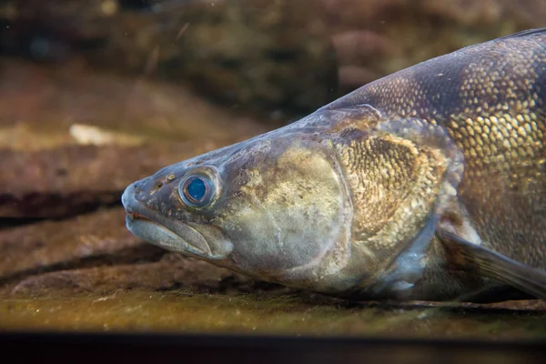 Zander - Schleifer lucioperca — Stockfoto