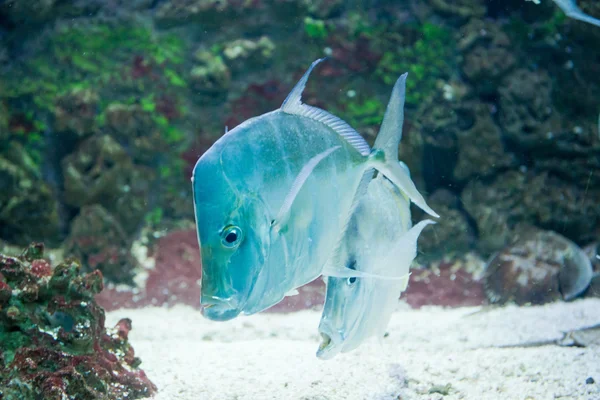 Lookdown - Selene vomer — Stok fotoğraf