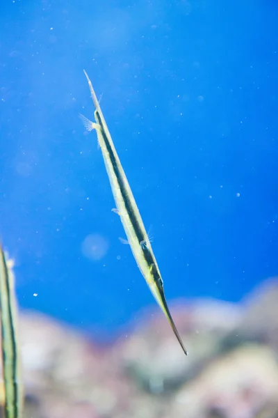 Razorfish - Aeoliscus strigatus — Stock Photo, Image