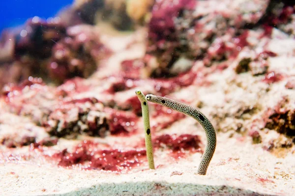 Spotted Garden Eels - Heteroconger hassi — Stock Photo, Image