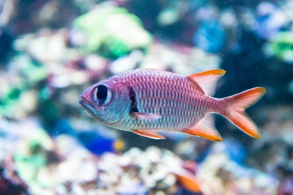 Ehrenbergs Lucjan - Myripristis murdjan — Zdjęcie stockowe