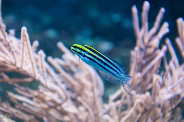 Fangblenny listrado - Grammistas Meiacanthus — Fotografia de Stock