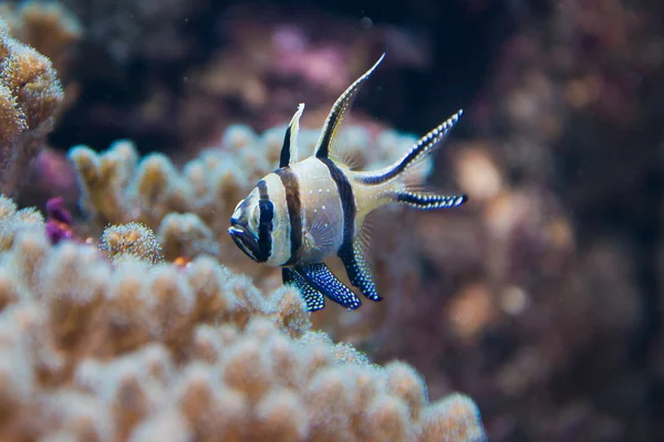 Paracanthurus kauderni — Foto de Stock