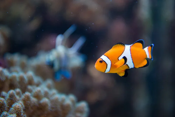 Amphiprion ocellaris - clownfish - nemo — Φωτογραφία Αρχείου