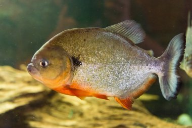 kırmızı karınlı piranha - pygocentrus nattereri 