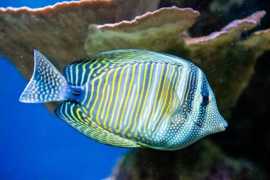 Zebrasoma desjardini
