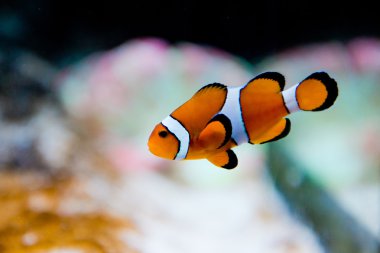 amphiprion ocellaris - palyaço balığı - nemo