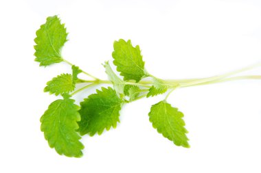 groene blad van melissa