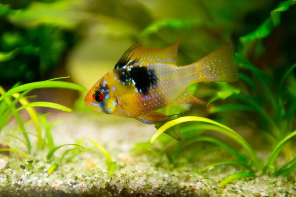 mikrogeophagus ramirezi, ram Çiklit, erkek