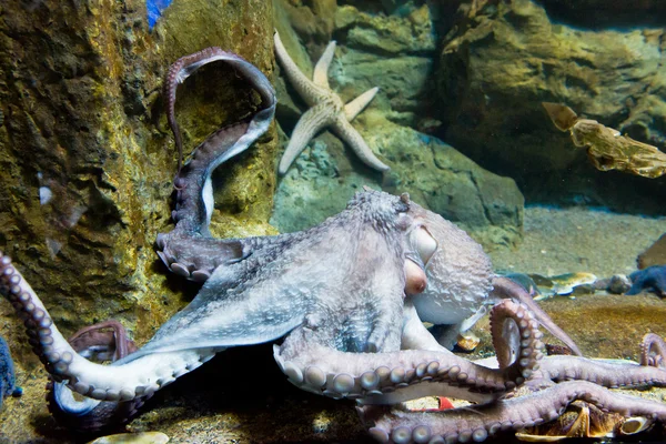 巨型章鱼臂-enteroctopus dofleini — 图库照片