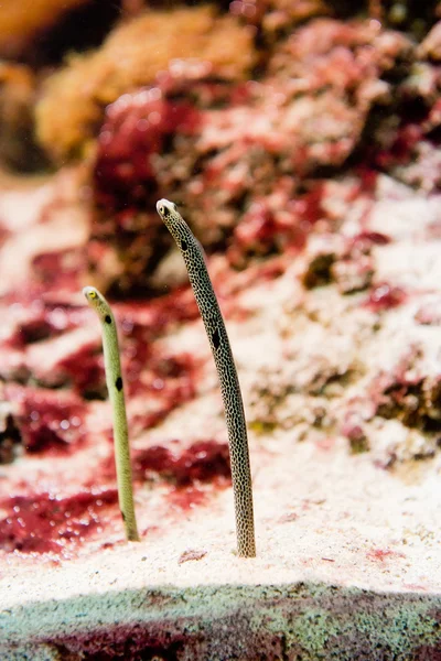 Spotted Garden Eels - Heteroconger hassi — Stock Photo, Image