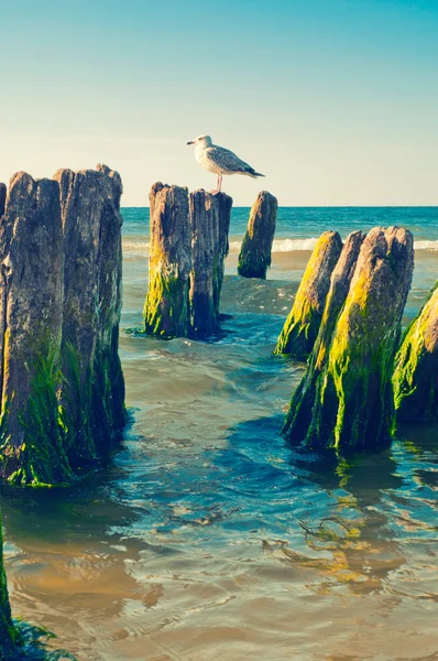 Seagull op stomp — Stockfoto