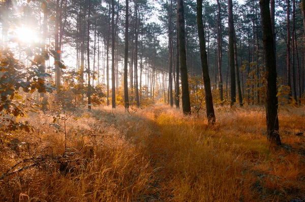 Wald am Morgen — Stockfoto