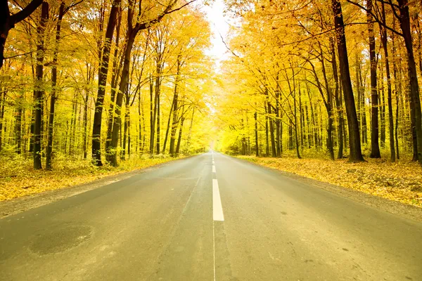 Straße im Wald — Stockfoto