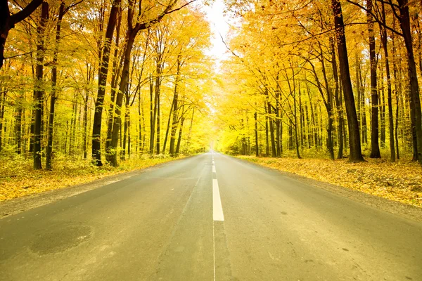 Road in forest Stock Picture