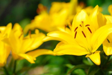 güzel bir büyük çiçek