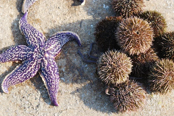 Deniz kestanesi ve yıldız — Stok fotoğraf