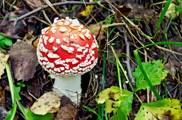 Amanita small red — Stock Photo, Image