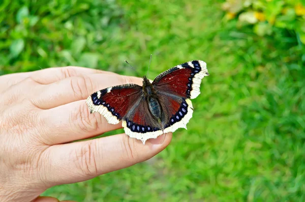 Farfalla marrone a portata di mano — Foto Stock
