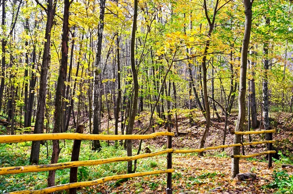 Őszi erdő egy kerítés — Stock Fotó