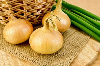 Onions yellow with a bundle of green onions