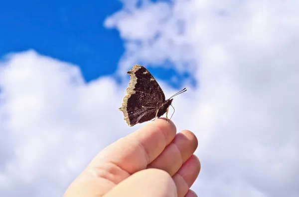 Borboleta marrom em uma mão contra o céu — Fotografia de Stock