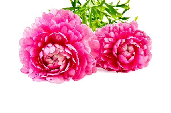 Ranunculus asiaticus roze — Stockfoto