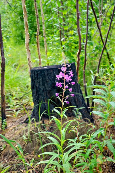 Mjölke (växt) mitt i förkolnade stubbe — Stockfoto