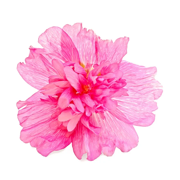 Μολόχα ροζ — Φωτογραφία Αρχείου