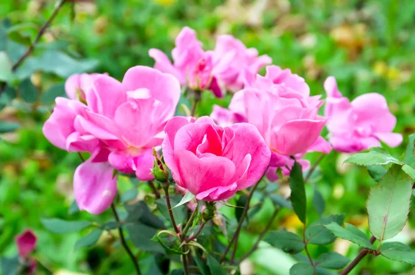 Růže růžové bush — Stock fotografie