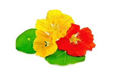 Nasturtium sarı ve kırmızı yaprak ile
