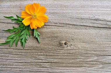 kosmeya tahtaya sarı