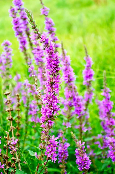 Lythrum salicaria l. — Foto Stock