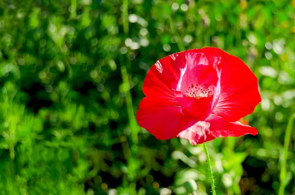 Poppies çimenlerin üzerine kırmızı — Stok fotoğraf