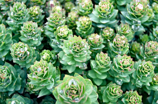 Rhodiola rosea doku