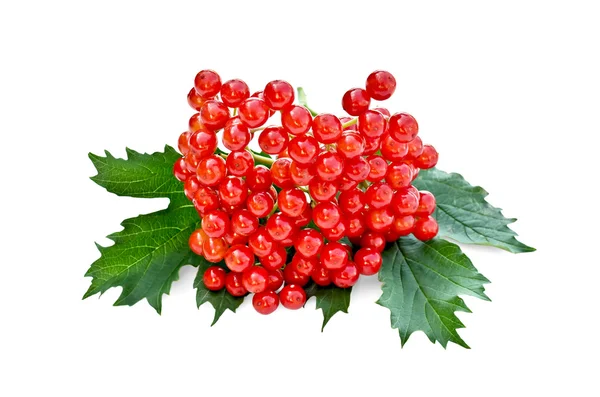 Viburno rosso con foglie — Foto Stock