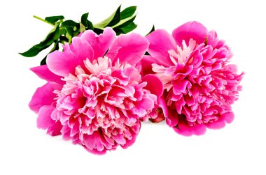 Peonies iki pembe
