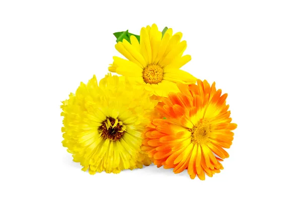 Calendula sarı ve turuncu — Stok fotoğraf