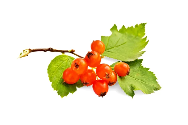 Hawthorn orange with leaves — Stock Photo, Image