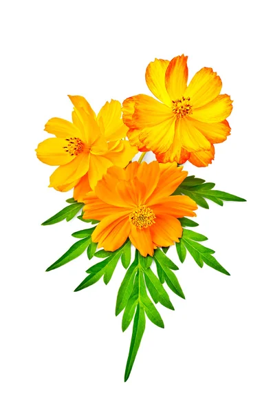 Amarelo de Kosmeya e laranja com folha — Fotografia de Stock
