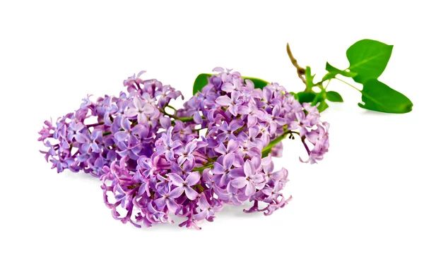 Lilac branch — Stock Photo, Image